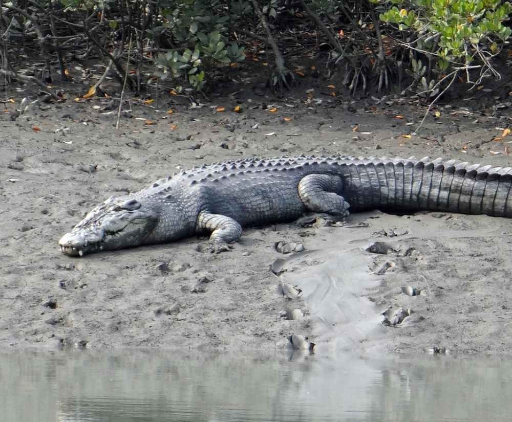 crocodile