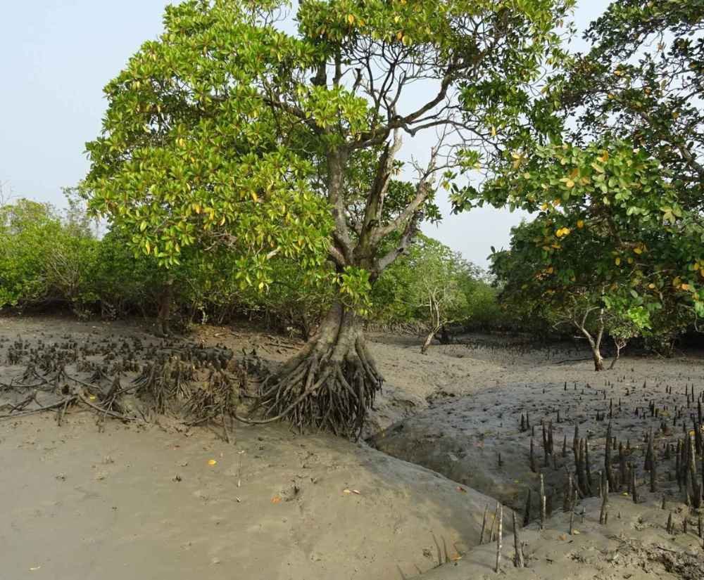 mangrove tree