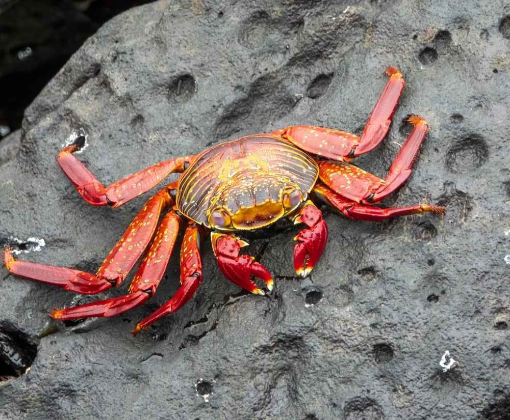 red crab