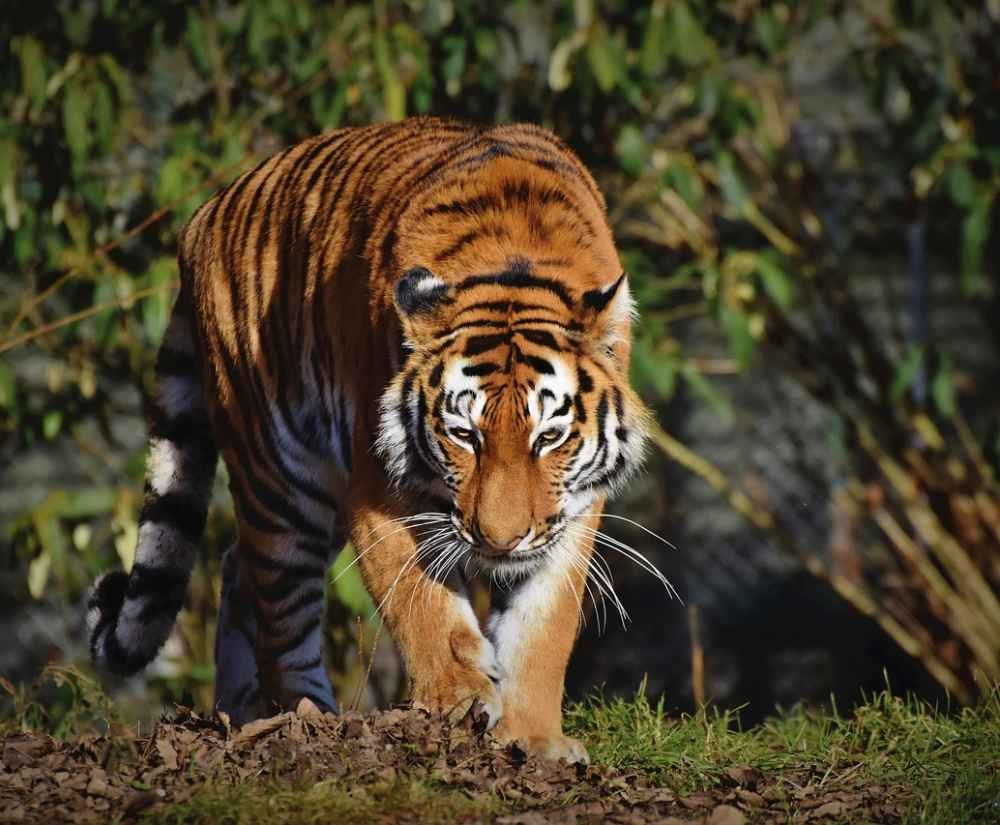tiger walking